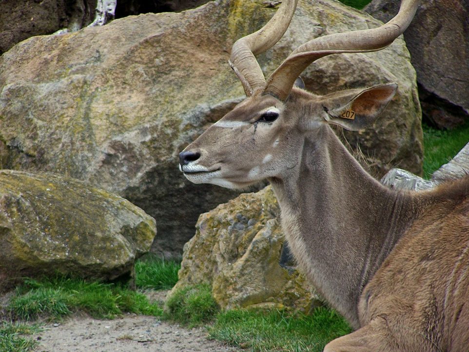 Greater Kudu at San Francisco Zoo